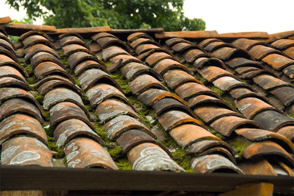 Mousse et lichen qui ont envahit une toiture avec des anciennes tuiles dans l'Oise